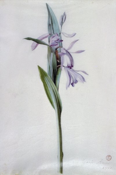 Flower Pieces by Marie Anne